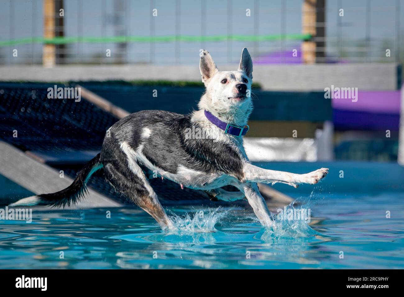 Black and white dog splashing down into the pool after jumping off a
