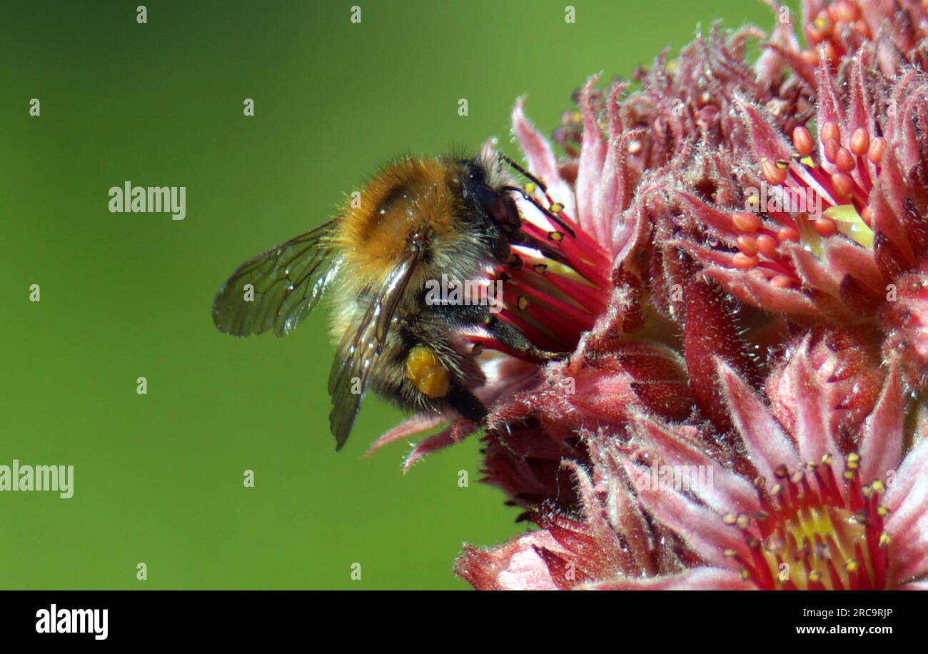 Bienenmakro an roter Kakteenblüte im eigenen Graten Stock Photo