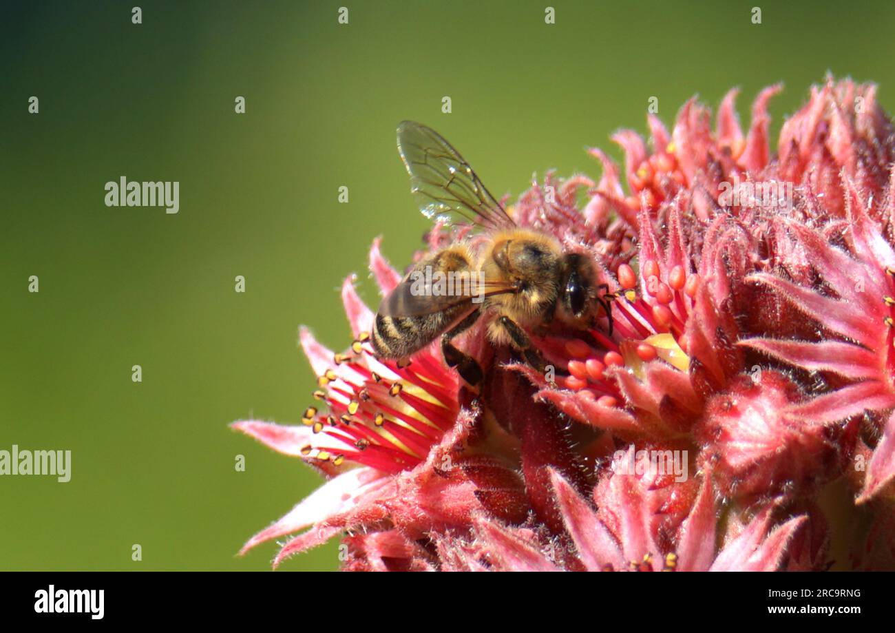 Bienenmakro an roter Kakteenblüte im eigenen Graten Stock Photo