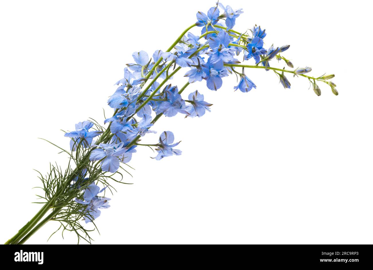 flower of blue wild delphinium isolated on white background Stock Photo ...