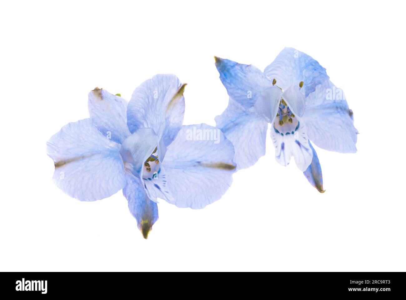 flower of blue wild delphinium isolated on white background Stock Photo ...