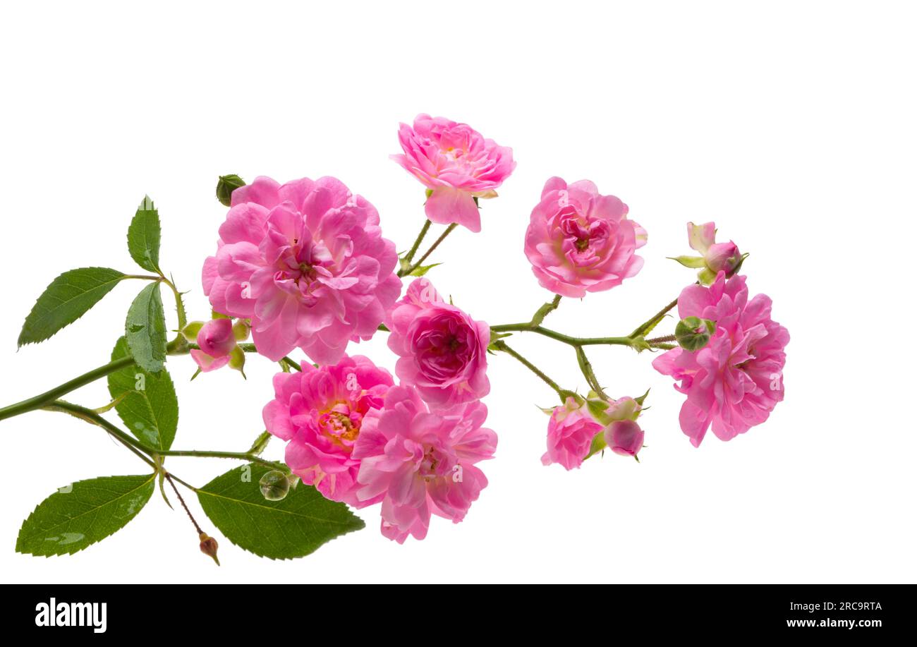 Small roses Cut Out Stock Images & Pictures - Alamy