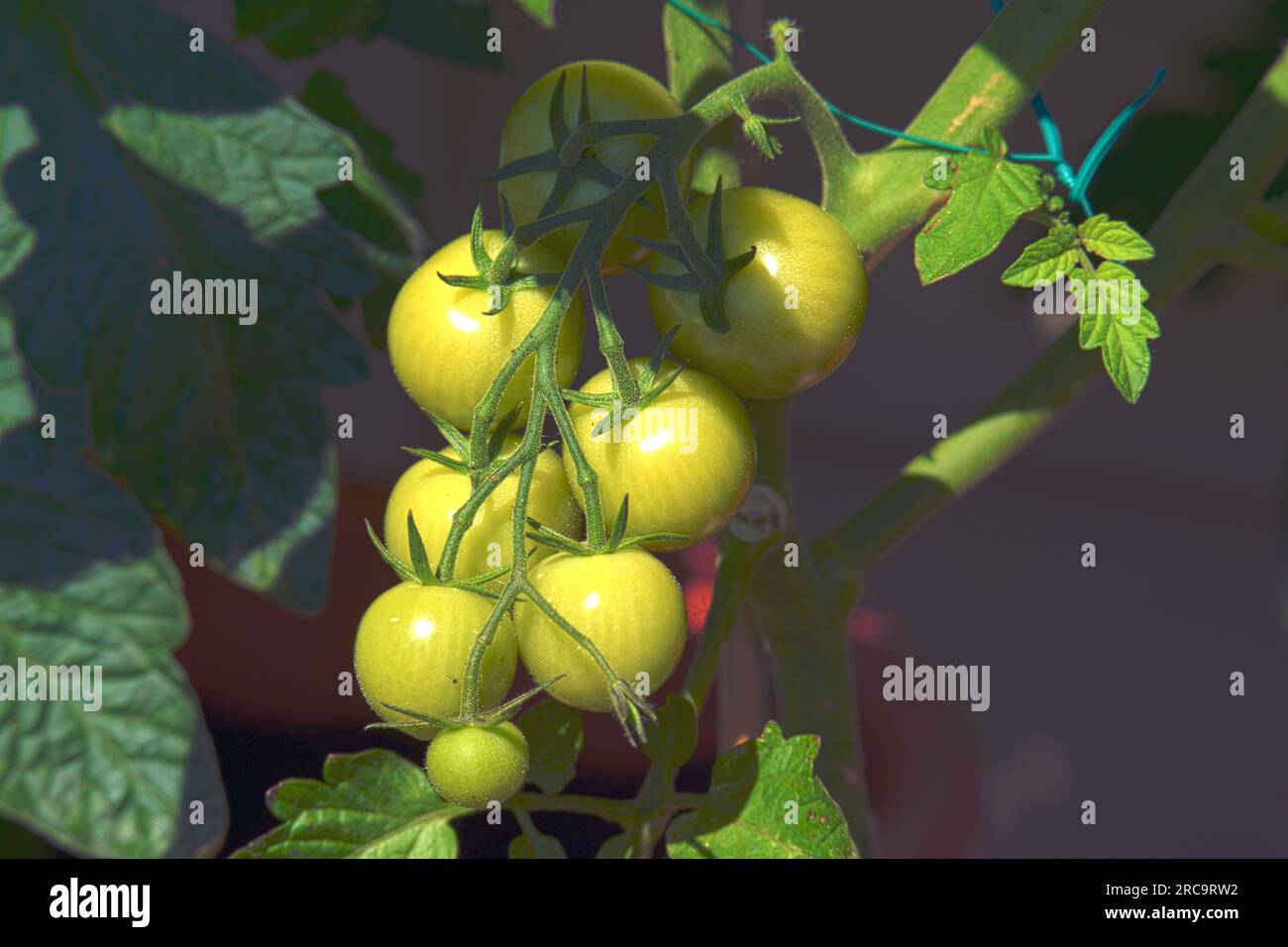 Heranwachsende grüne Tomaten im Garten Stock Photo