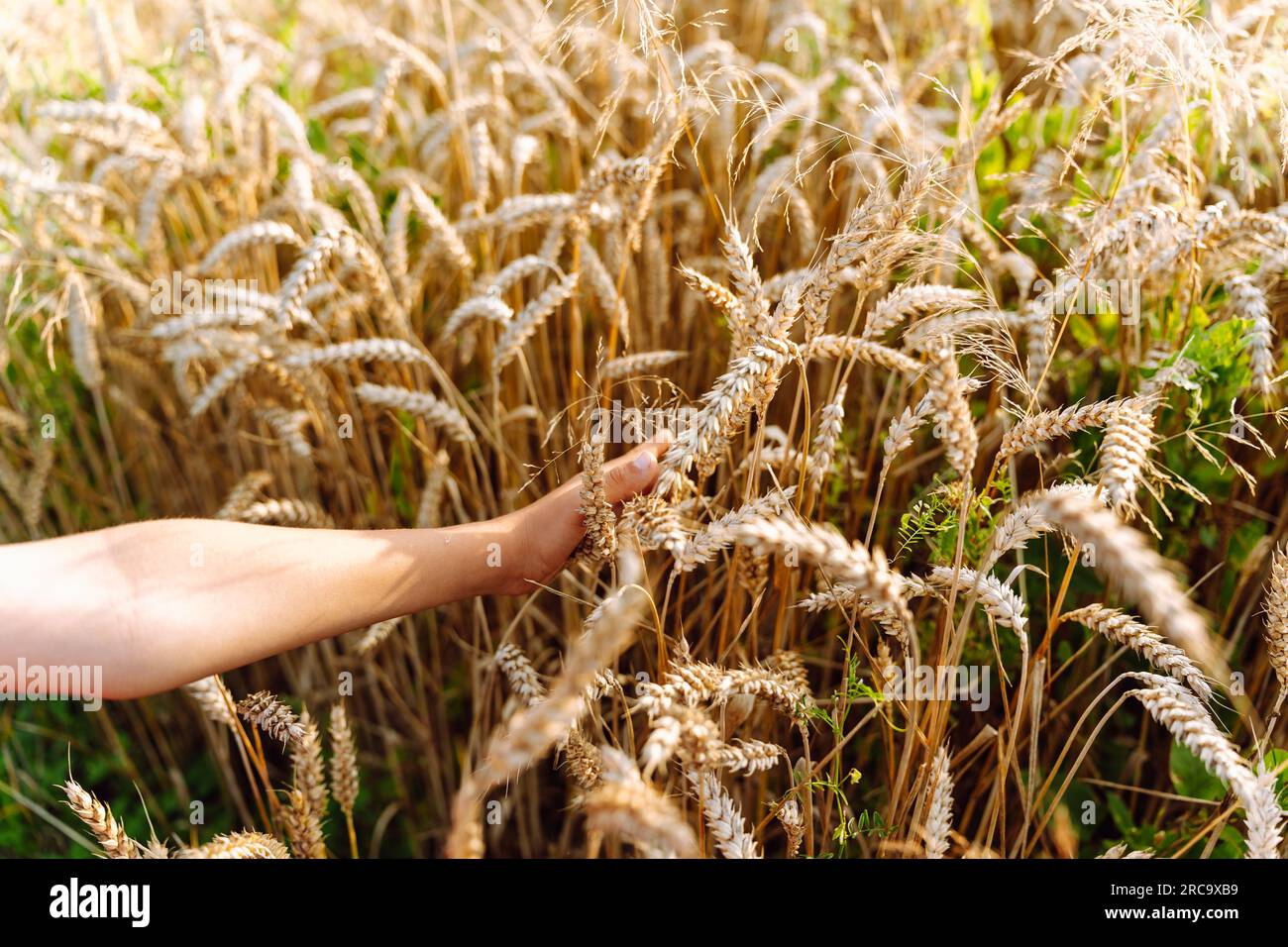 A child's hand touches ripe ears of wheat in a grain field. Stock Photo