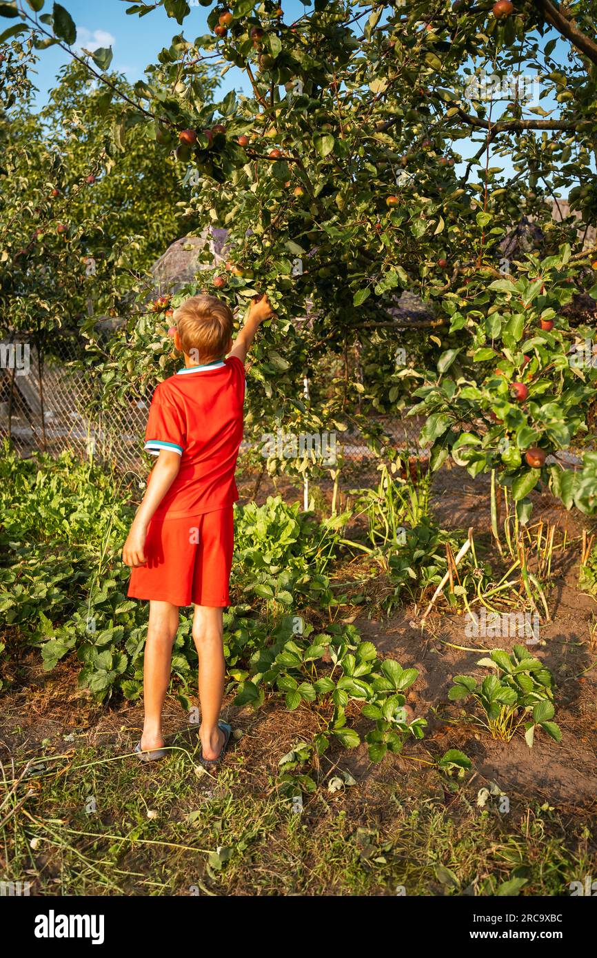 A boy in red summer clothes, shorts and a T-shirt picks apples from an apple tree in the garden of a village house. Stock Photo
