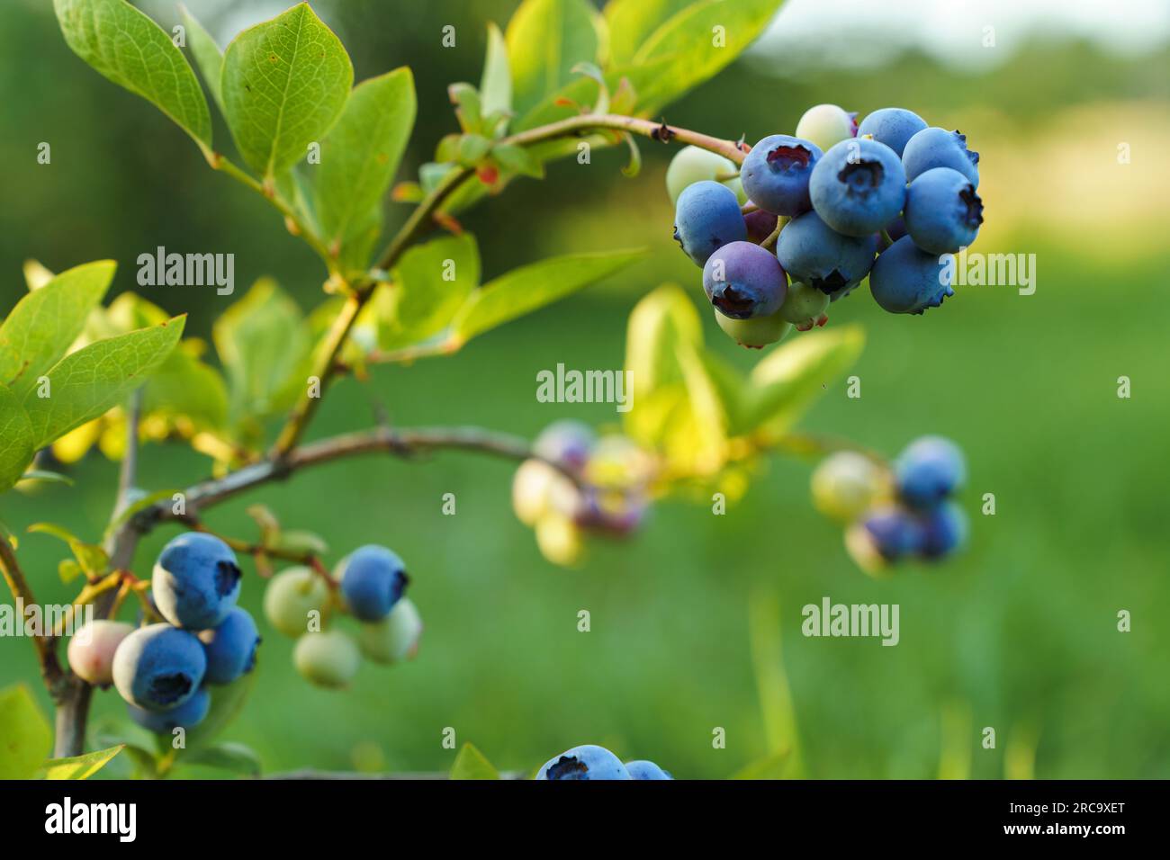 Bunches of blueberries of varying degrees of maturity on a bush in sunlight Stock Photo Alamy