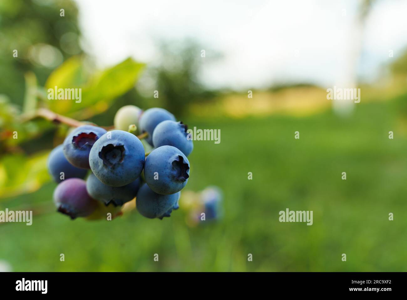 A bunch of blueberries on a branch in the garden. Stock Photo