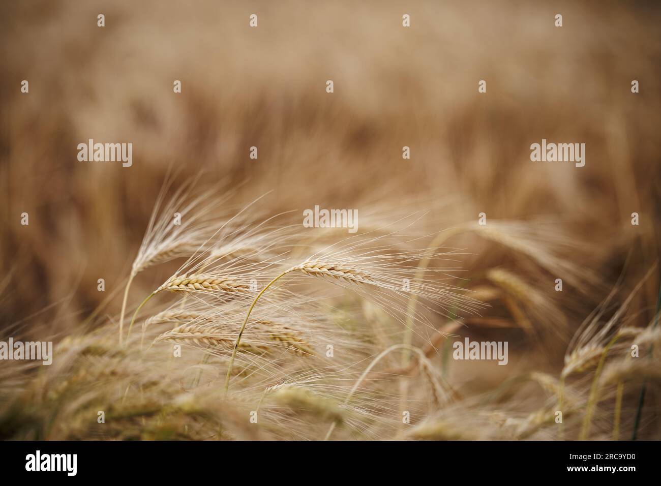 Barley plants hi-res stock photography and images - Alamy