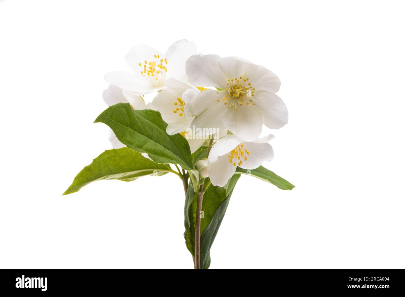 beautiful jasmine flowers isolated on white background Stock Photo - Alamy