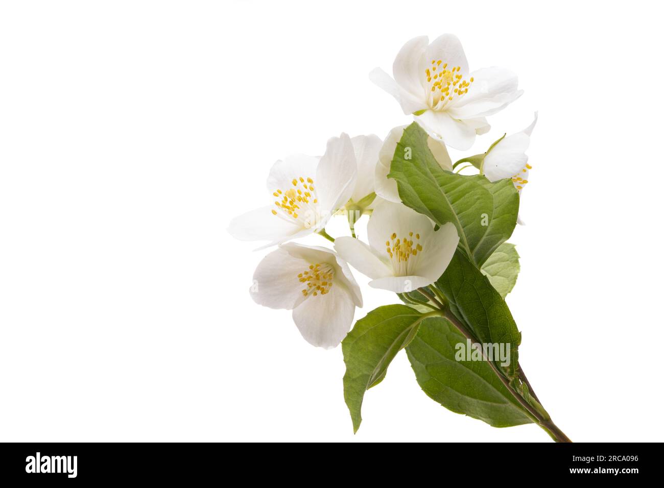 beautiful jasmine flowers isolated on white background Stock Photo - Alamy