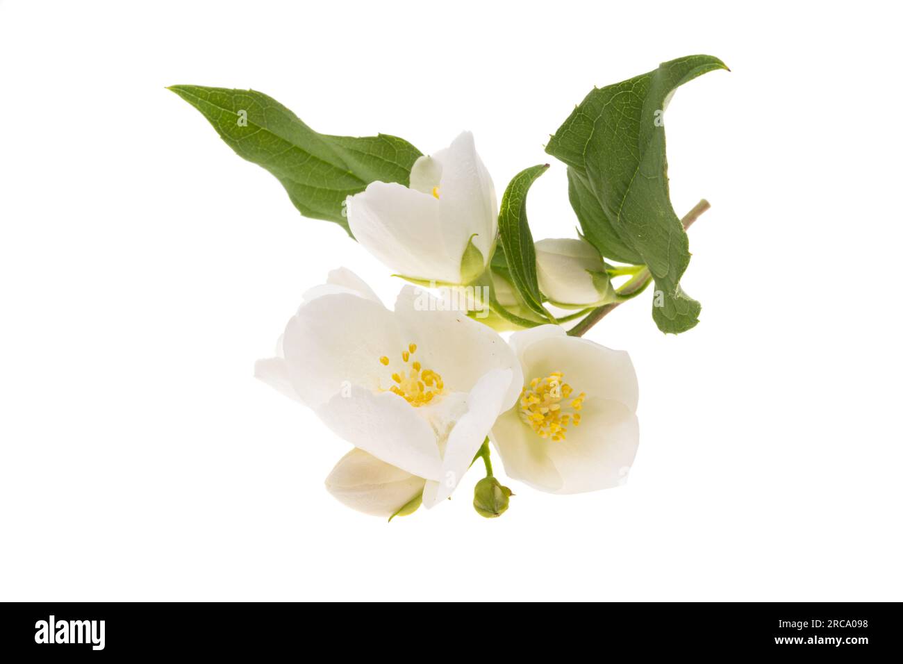 beautiful jasmine flowers isolated on white background Stock Photo - Alamy