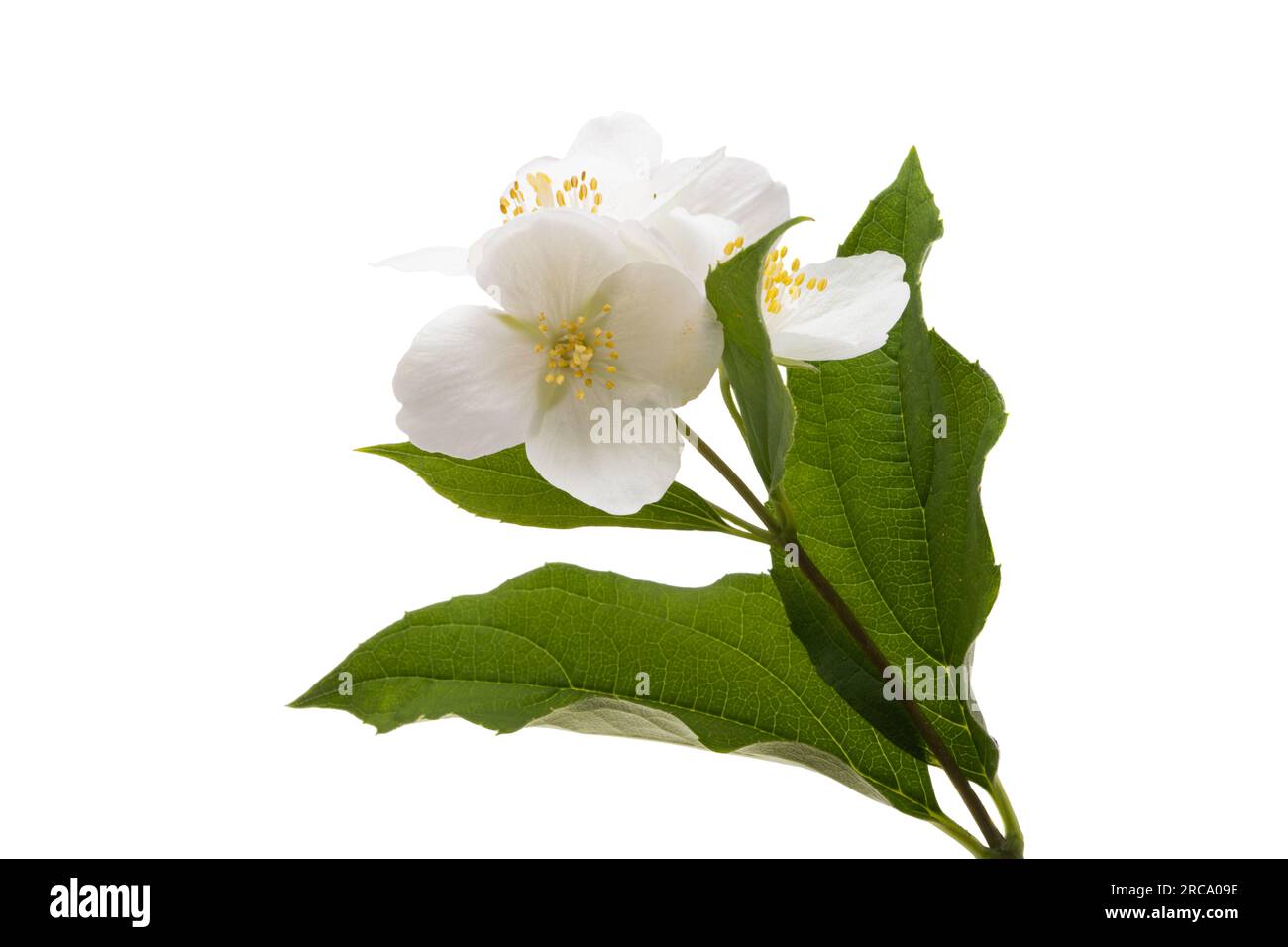 beautiful jasmine flowers isolated on white background Stock Photo - Alamy