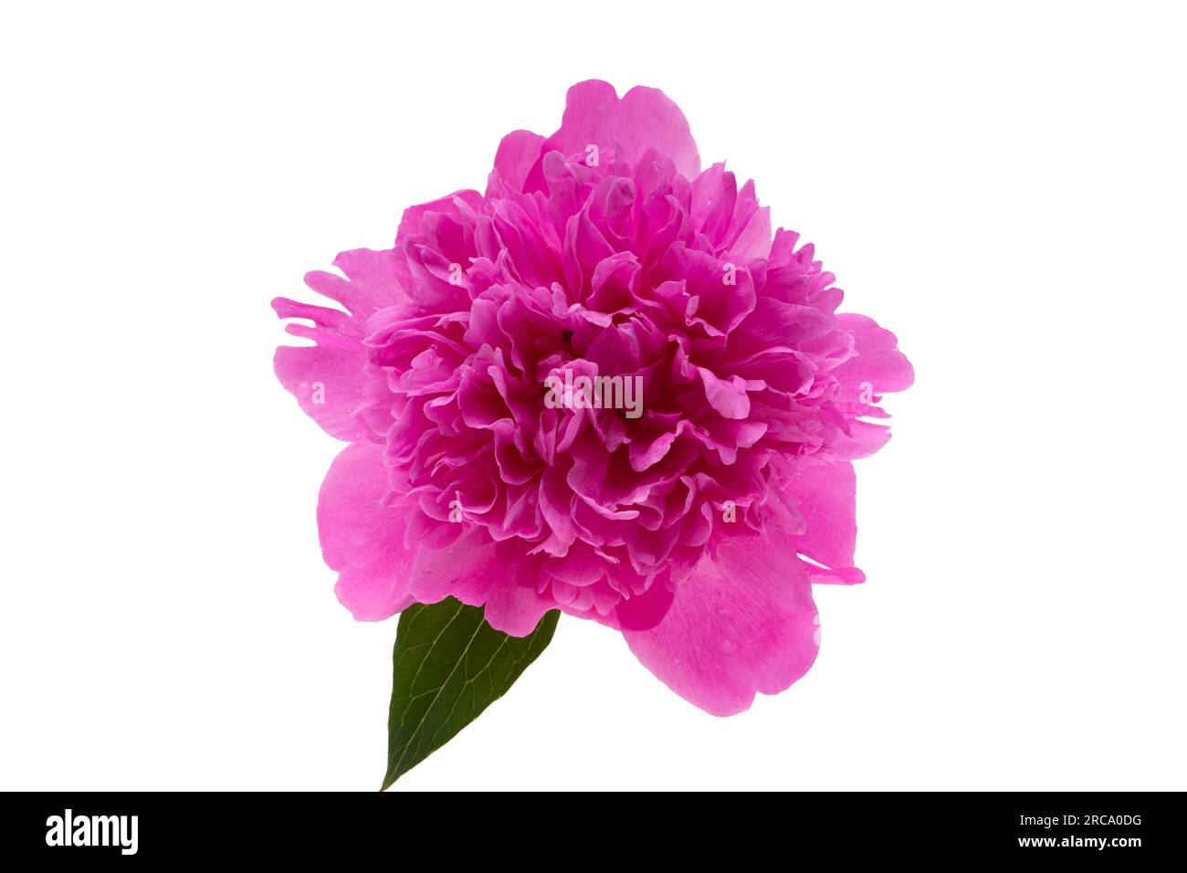 beautiful peony flower isolated on white background Stock Photo - Alamy