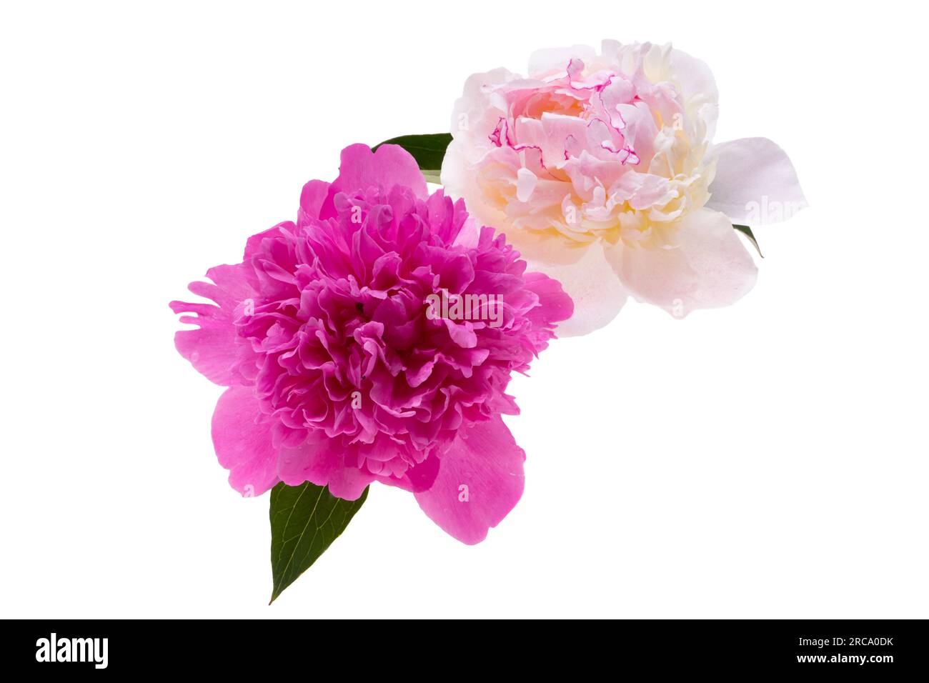 beautiful peony flower isolated on white background Stock Photo - Alamy