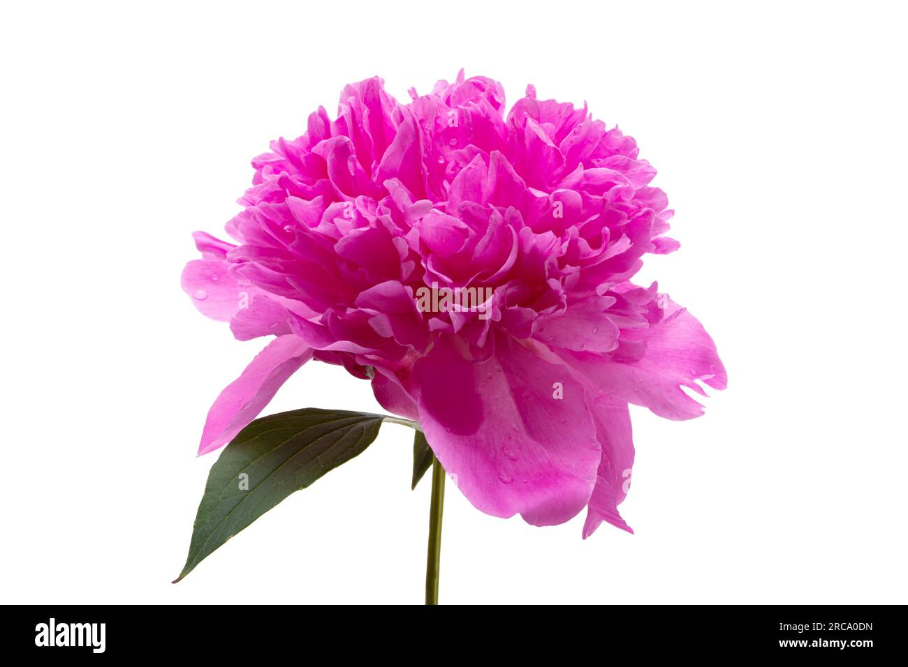 beautiful peony flower isolated on white background Stock Photo - Alamy