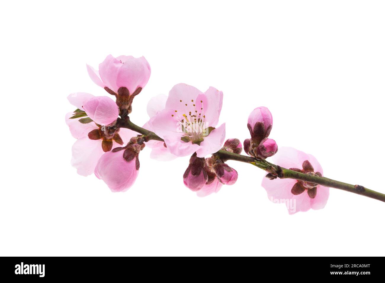 beautiful sakura flowers isolated on white background Stock Photo - Alamy