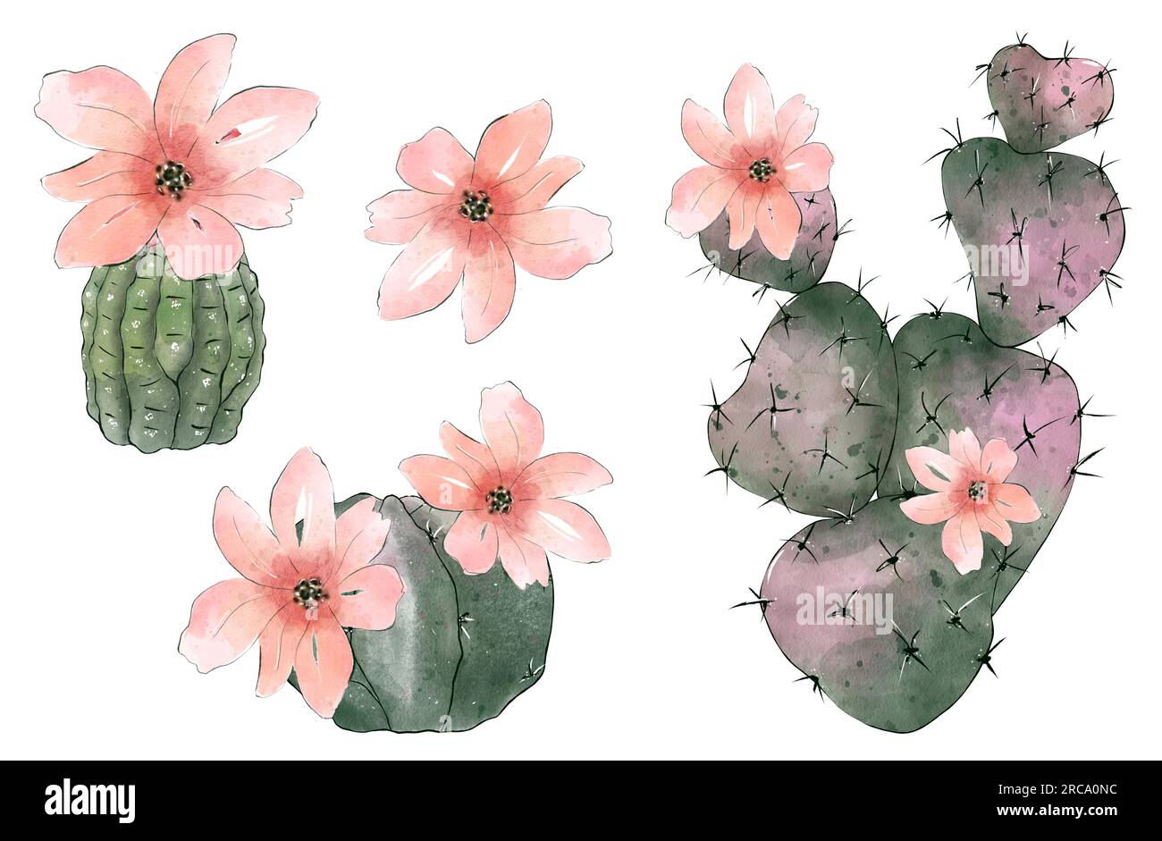 Watercolor cactus collection isolated on white background. Hand drawn ...