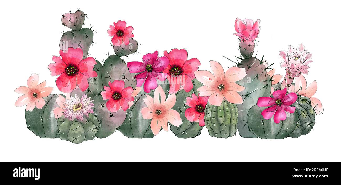 Watercolor cactus collection isolated on white background. Hand drawn ...