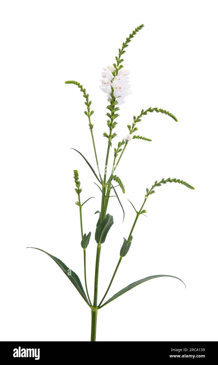 Alba flowers isolated on white background Stock Photo