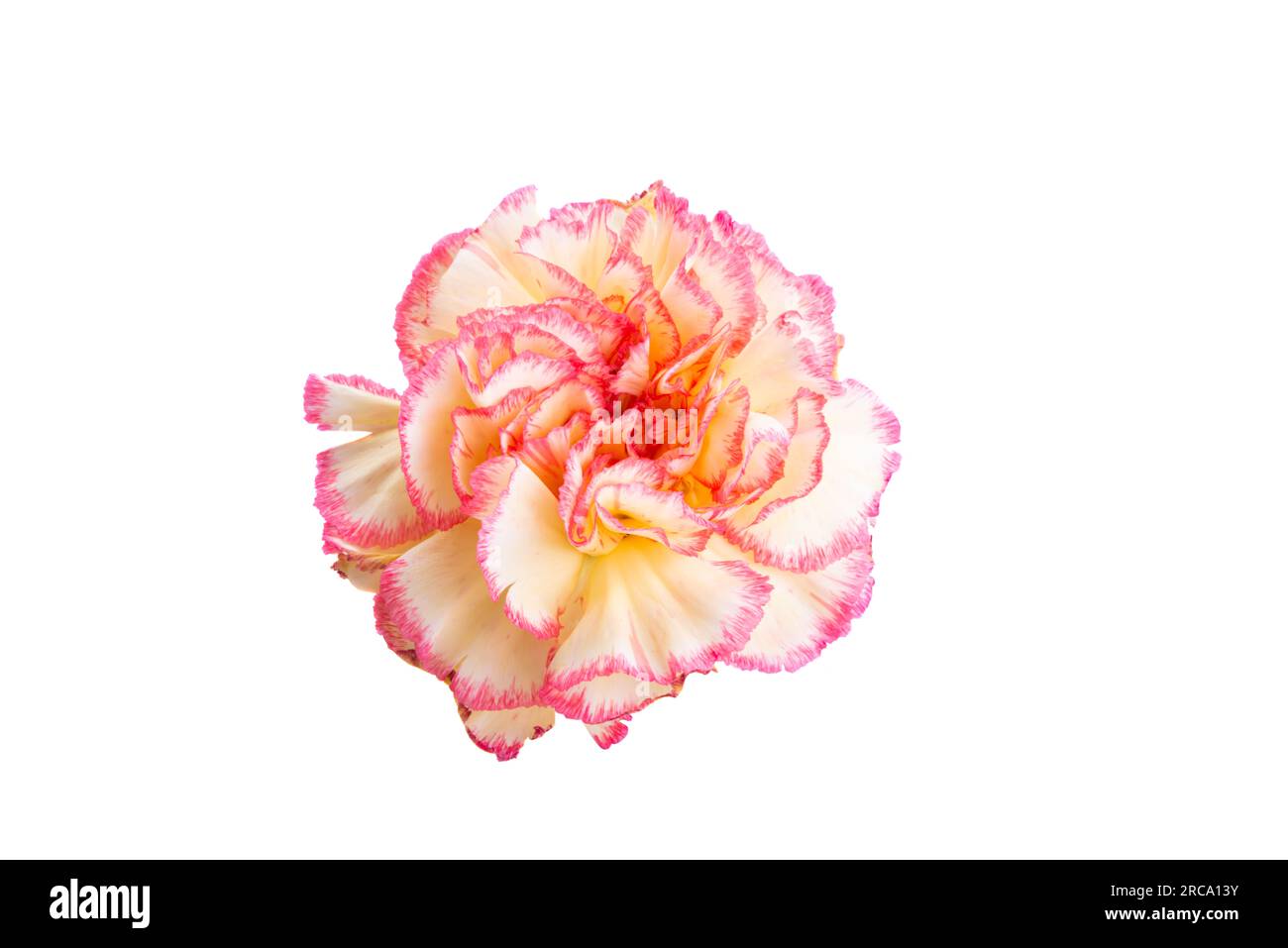 yellow-red carnation isolated on white background Stock Photo