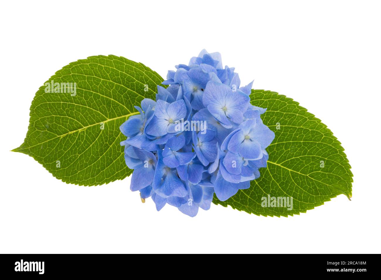 blue hydrangea flower isolated on white background Stock Photo - Alamy