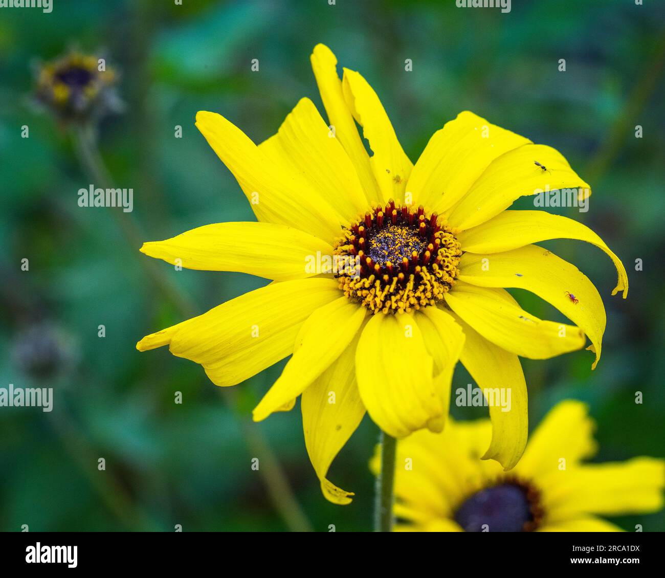 Close up of a California Brittlebush (Encelia californica) flower at