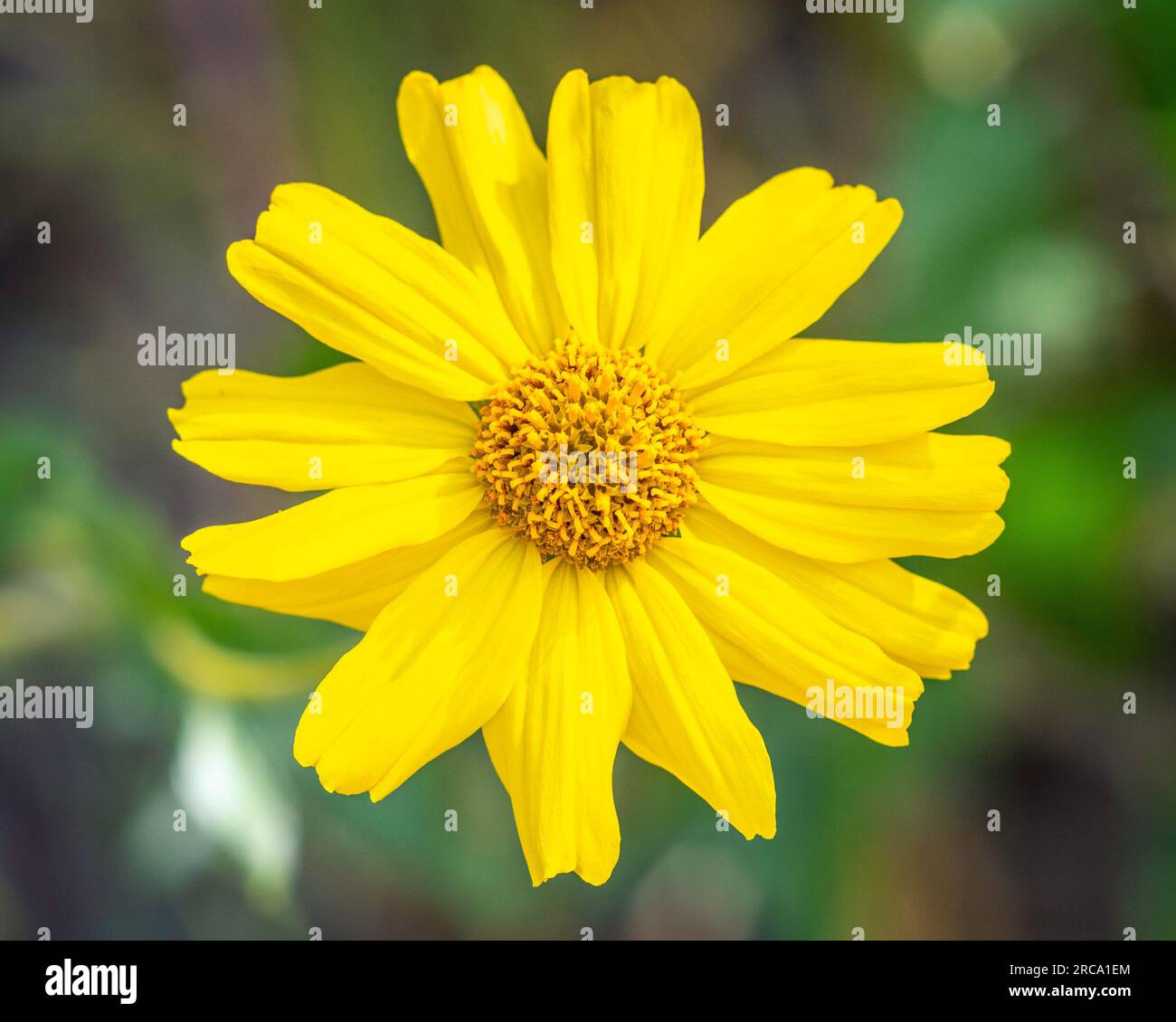 Close up of a California Brittlebush (Encelia californica) flower at