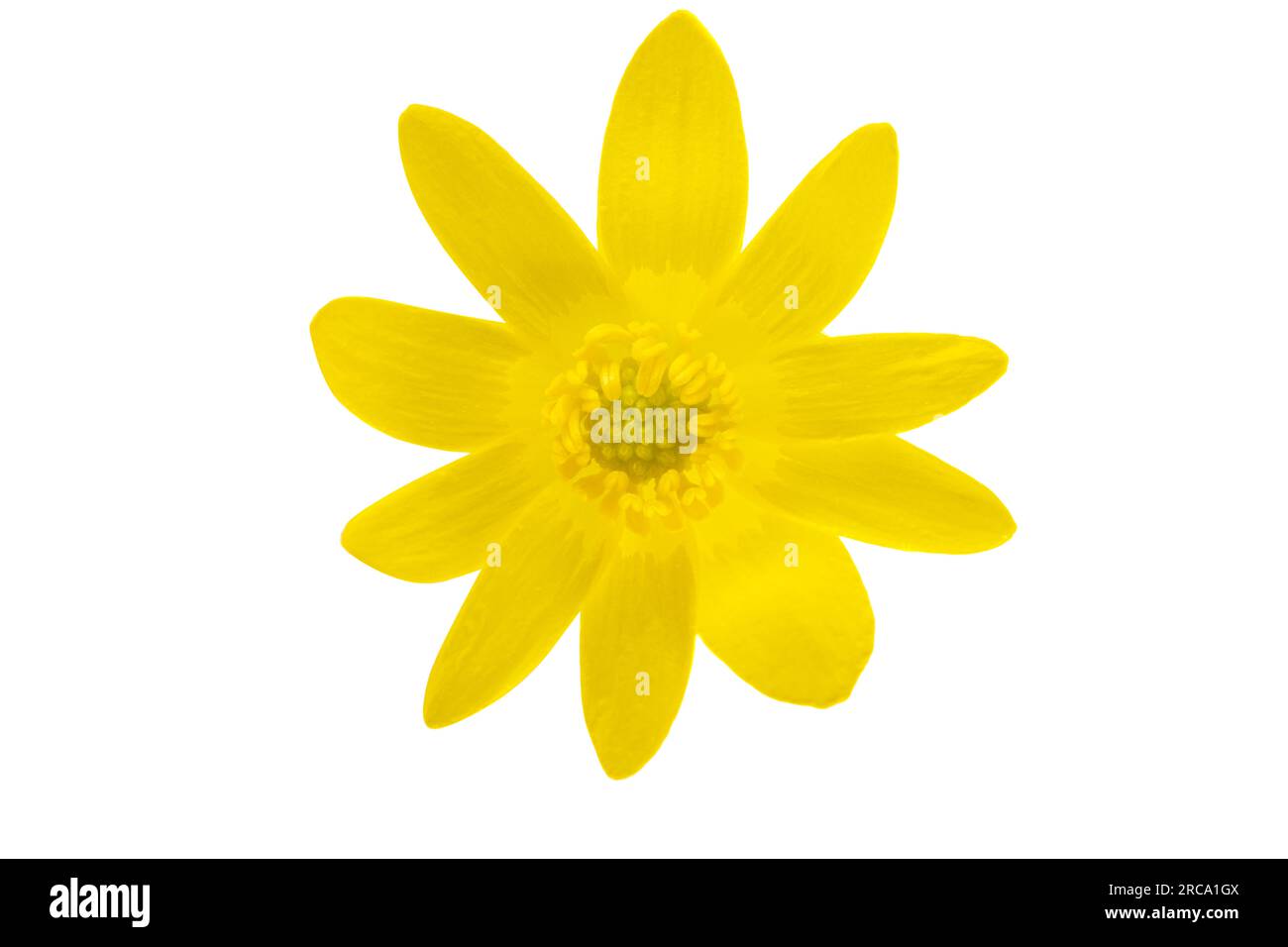 yellow spring flower isolated on white background Stock Photo - Alamy