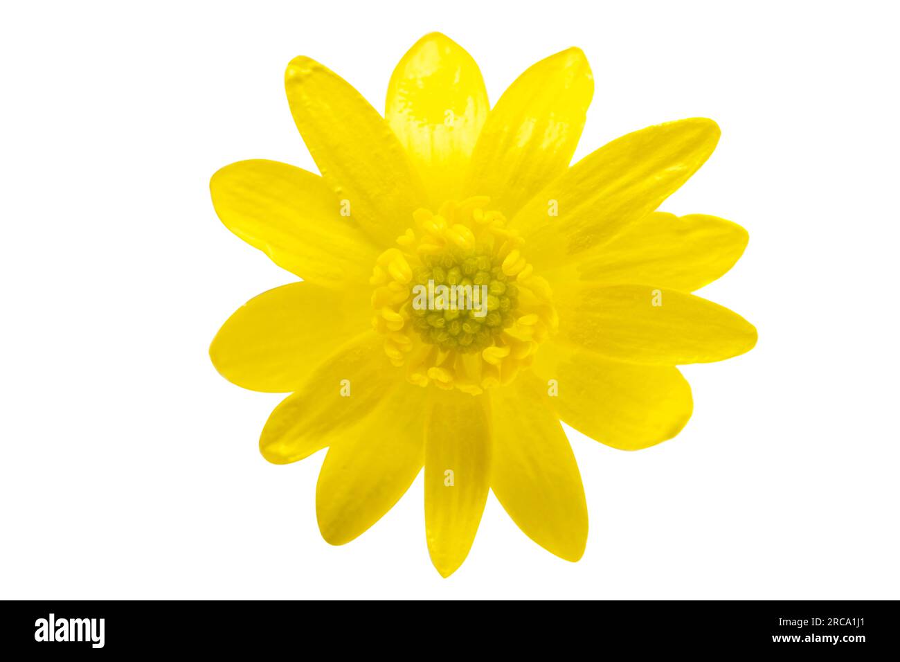 yellow spring flower isolated on white background Stock Photo - Alamy