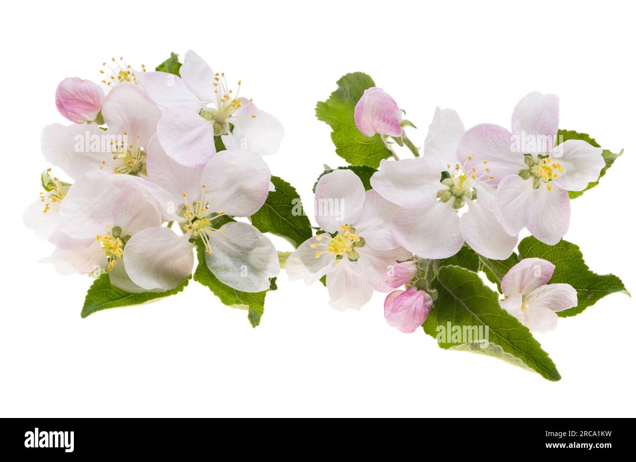 apple tree flowers isolated on white background Stock Photo - Alamy