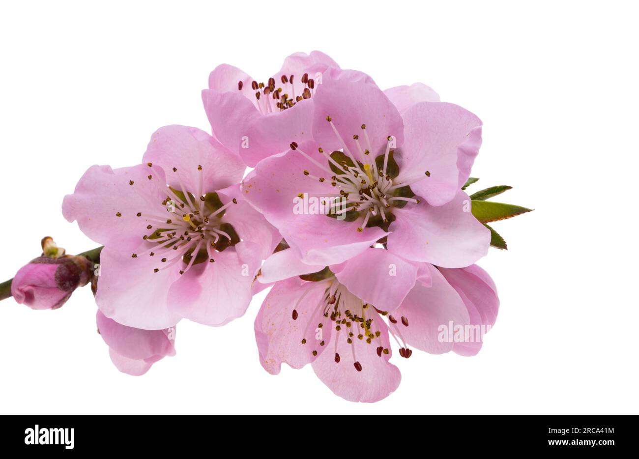 sakura flowers isolated on white background Stock Photo - Alamy