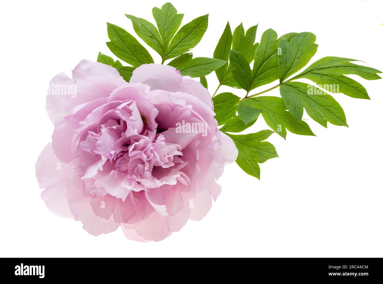 beautiful peony flower isolated on white background Stock Photo - Alamy