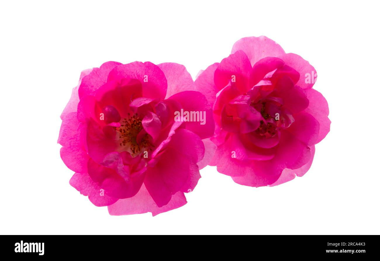 rose flower isolated on white background Stock Photo - Alamy