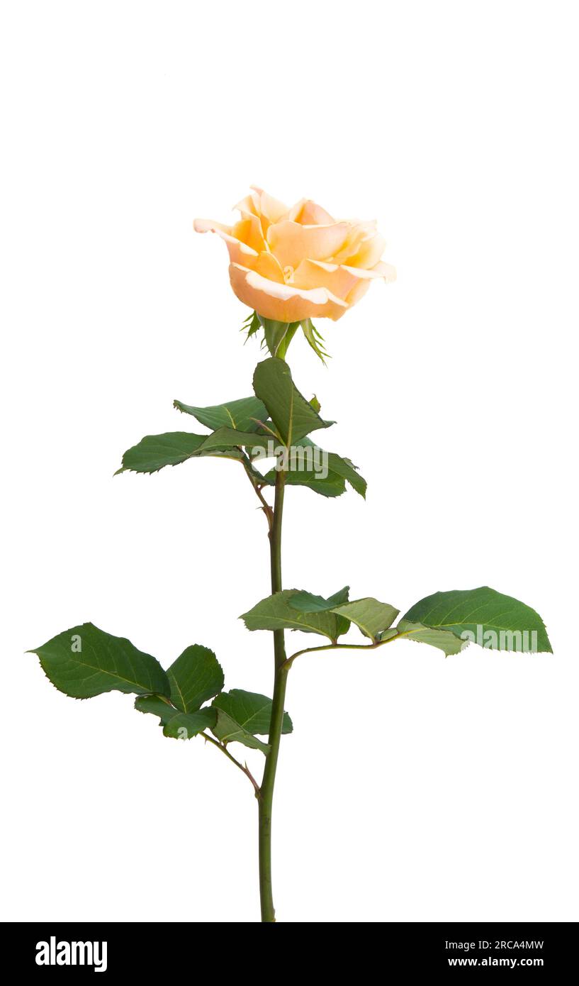 cream rose isolated on white background Stock Photo