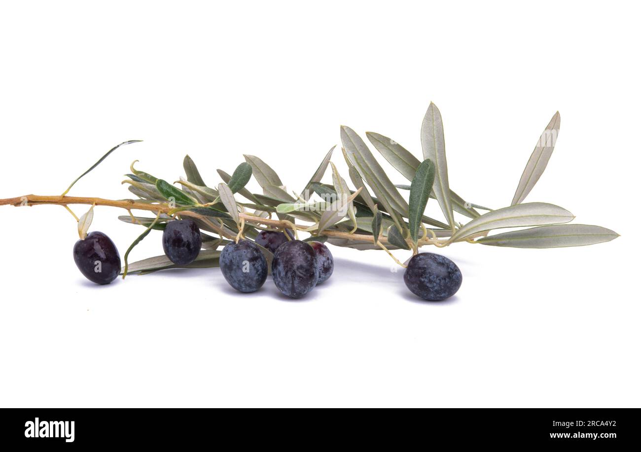 Olive branch with olives isolated on white background Stock Photo - Alamy