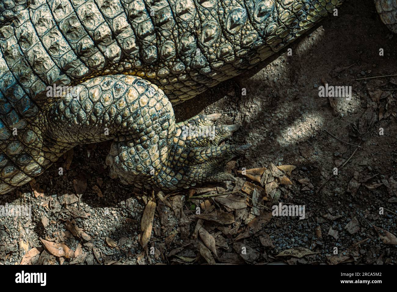 Crocodile leg and stomach region. Stock Photo