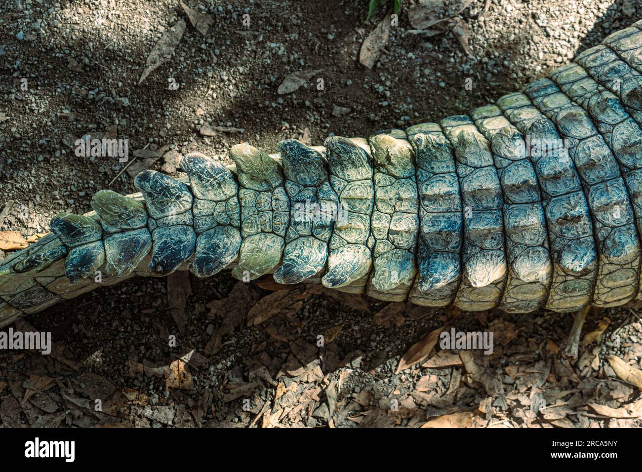 Crocodile tail on dirt and leaves. Stock Photo