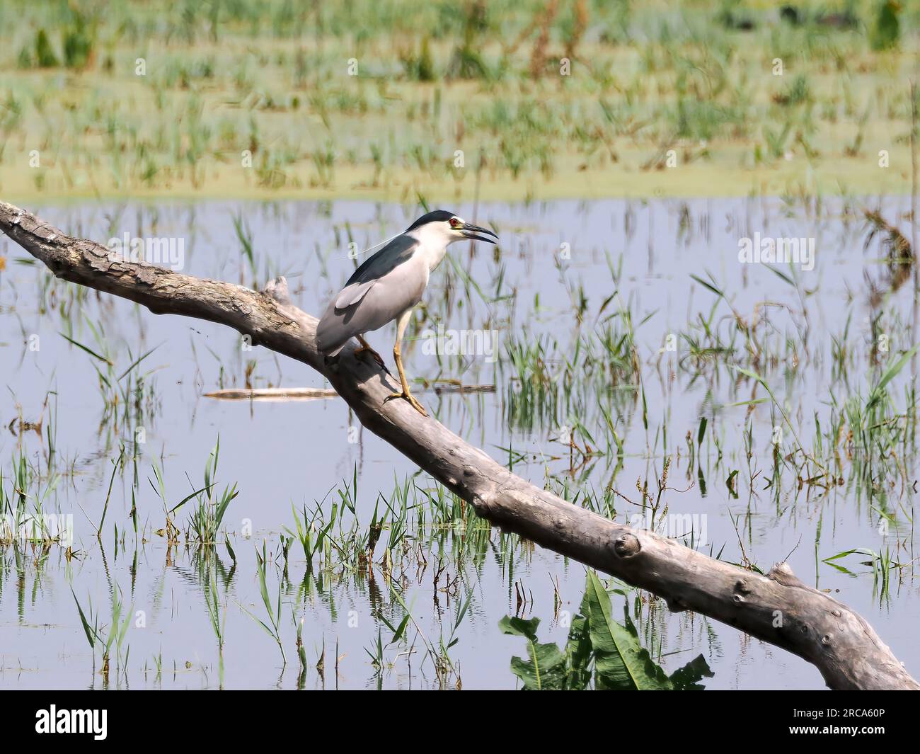 Black-crowned night heron, black-capped night heron, Nachtreiher ...