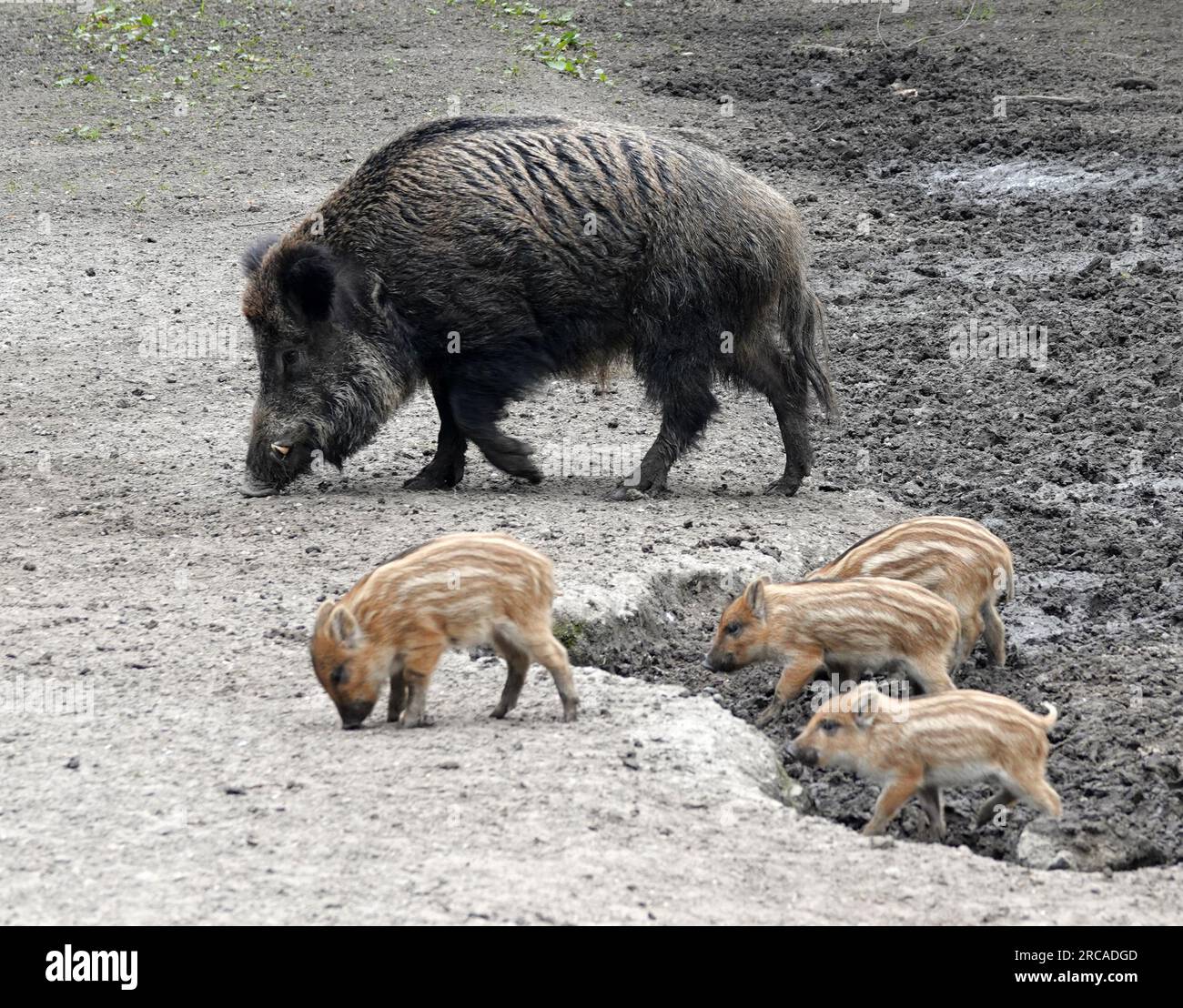 A female wild boar and four boarlets. One sow and piglets that are part of  a sounder. Stock Photo
