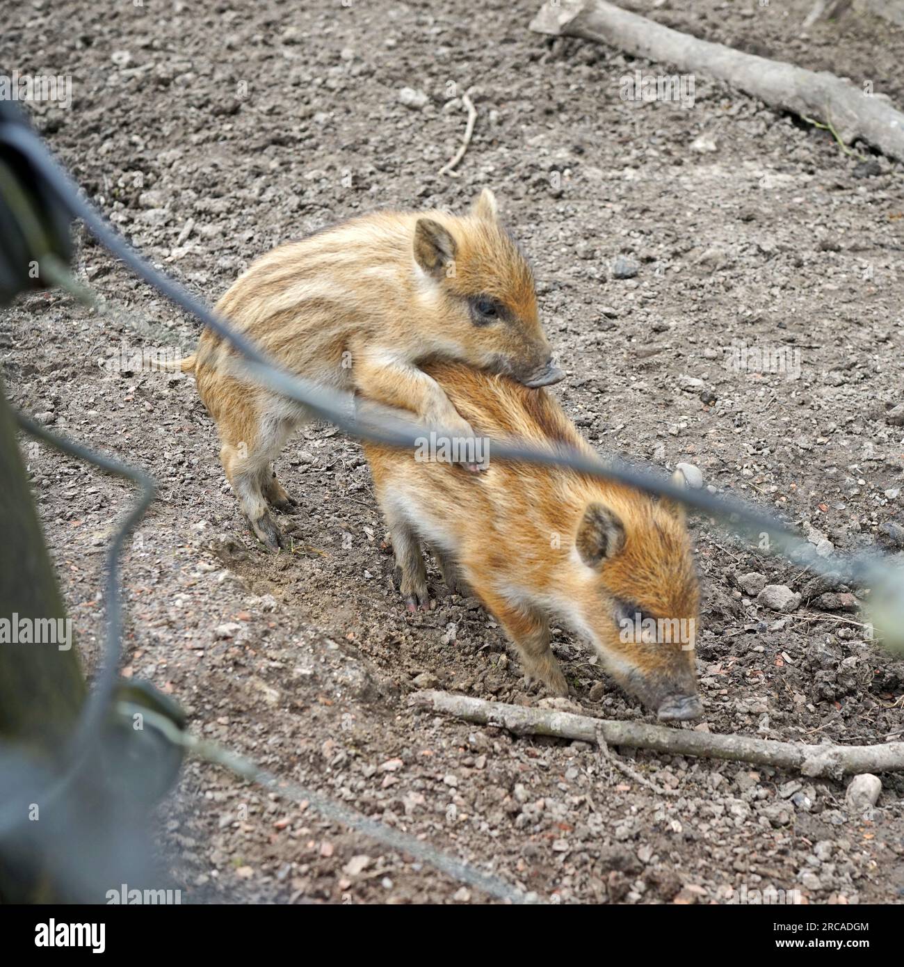 Two very young wild boars practice future behaviour. One mounts the other. It seems to be a sign of dominant behavior Stock Photo