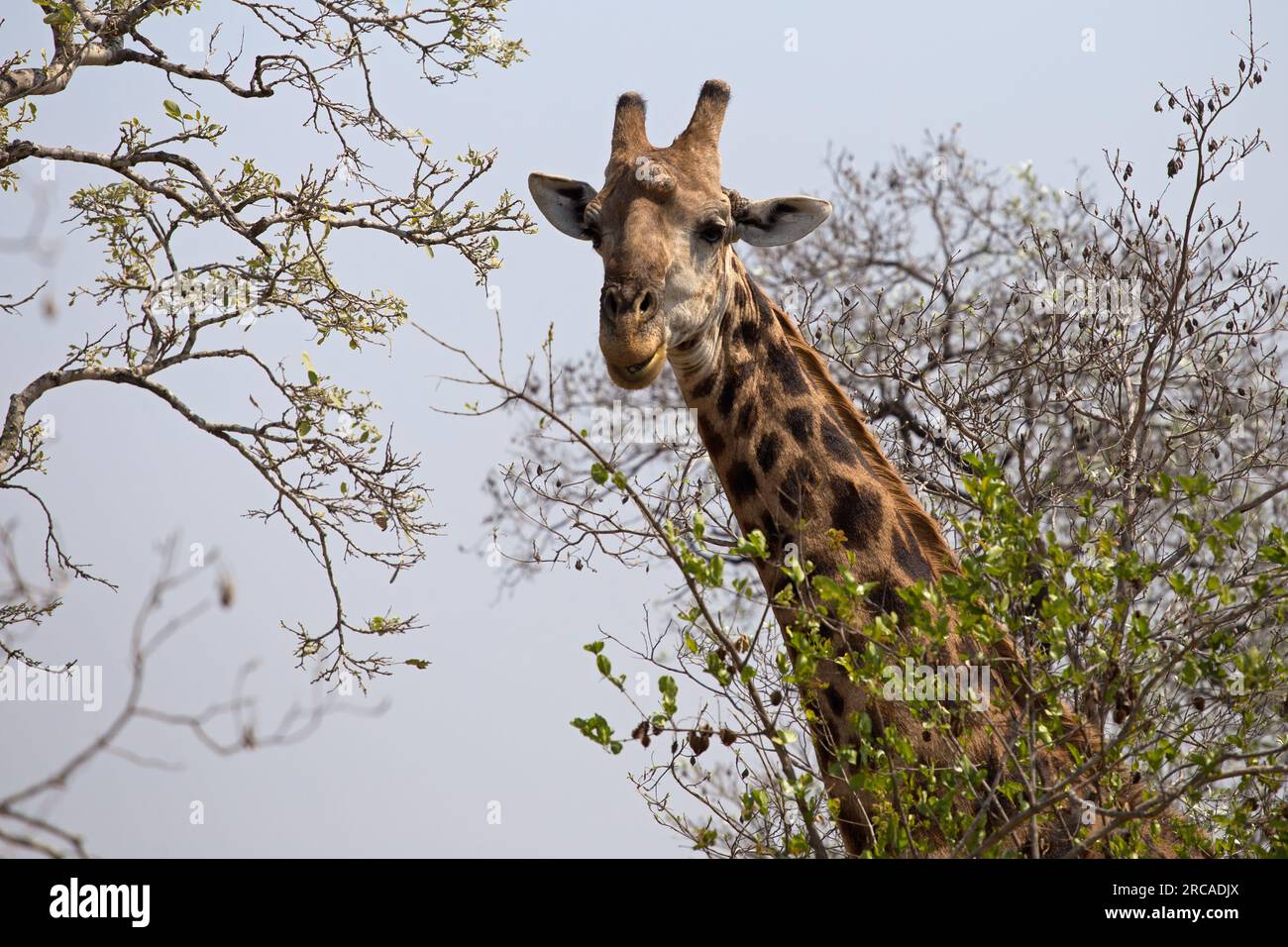 Portrait african giraffe giraffa hi-res stock photography and images ...