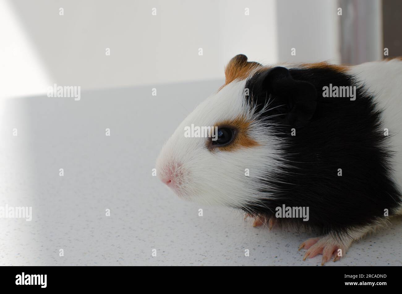 Faithful companion! Image of a guinea pig, symbolizing the care and