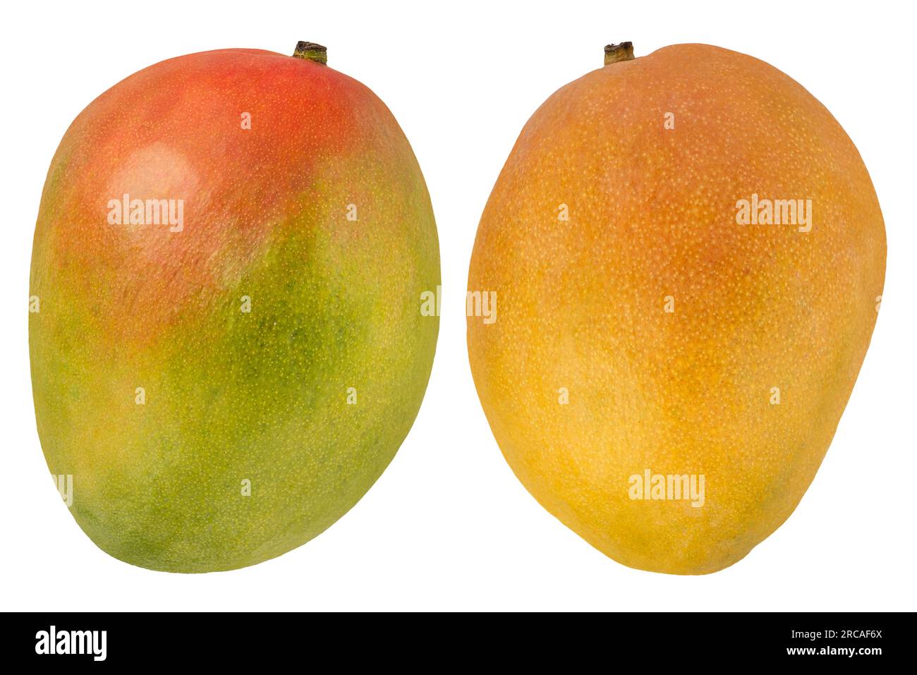 Ripe mangoes on a white isolated background. A ripe, fresh and whole