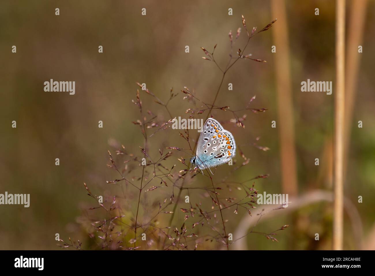 A Common blue butterfly (Polyommatus icarus), showing underwing, perched on delicate grasses  with a blurred background. Stock Photo