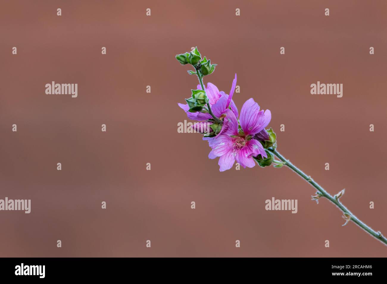Purple Common mallow flowers (Malva neglecta) with a blurred background. Stock Photo