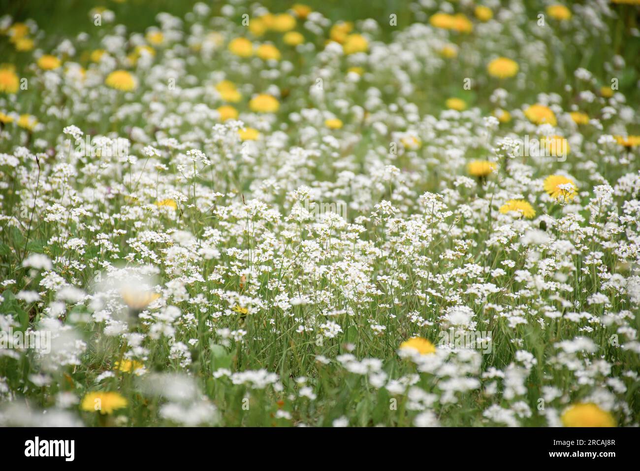 natural flower background. wild flowers on a green background, soft