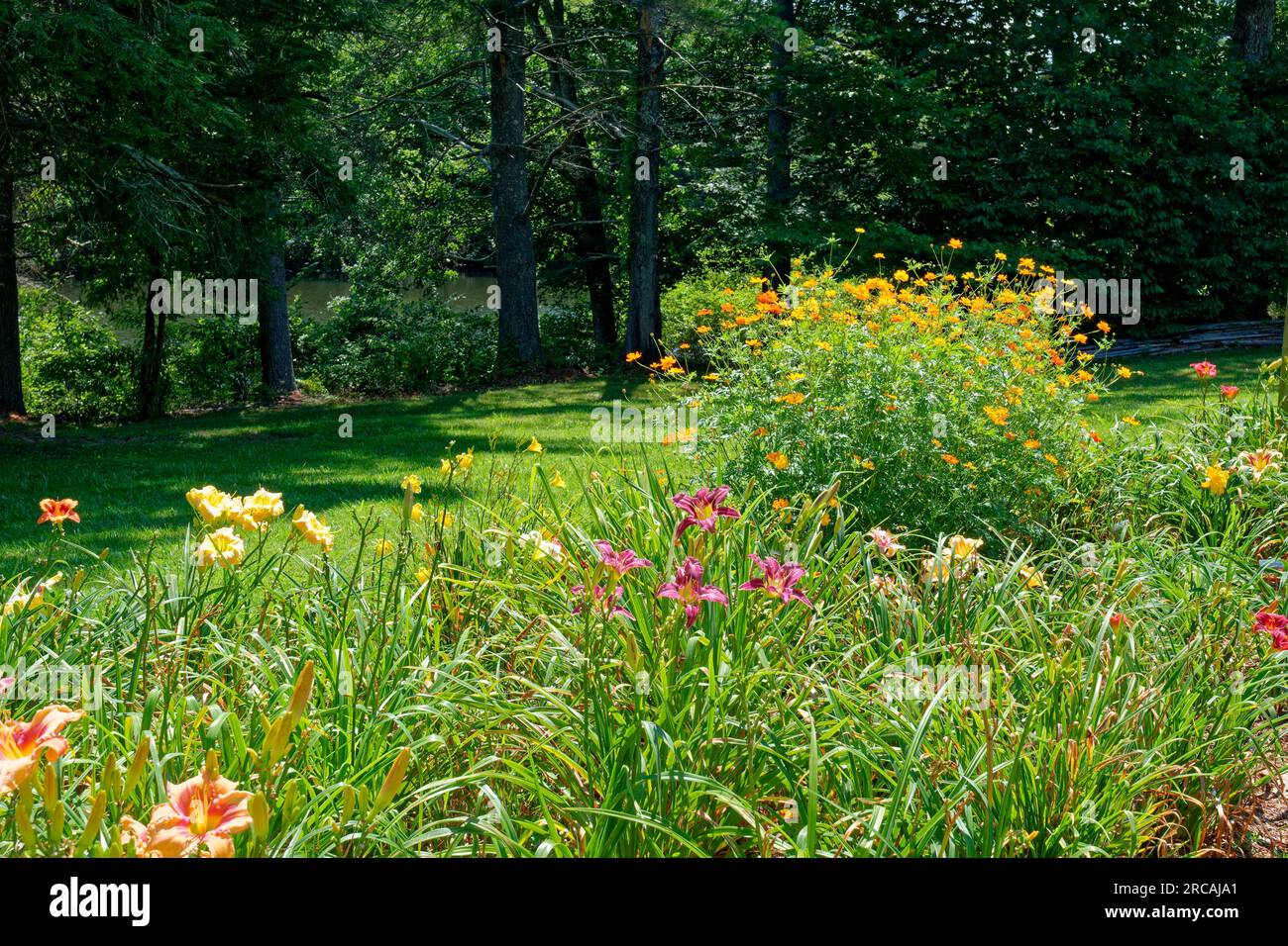 Closeup view of a garden bed full of daylilies and a large grouping of orange cosmos all blooming in the bright sun with woodlands and a lake in the s Stock Photo