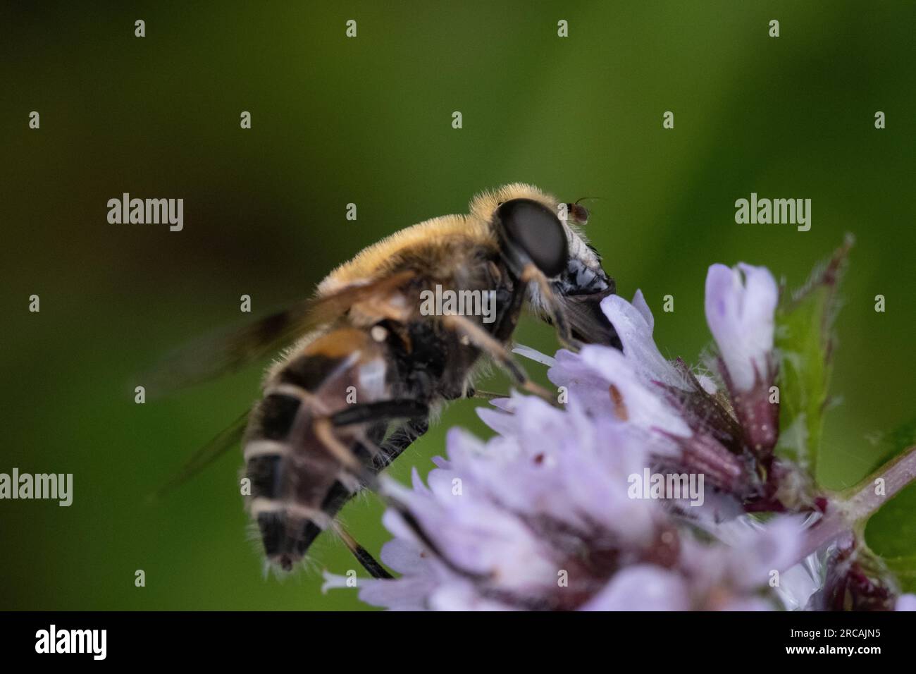 Flying wasp honey bee hi-res stock photography and images - Alamy