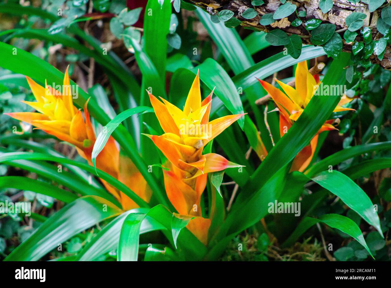 Bromeliad flower in the garden, Thailand. (Selective focus) Stock Photo