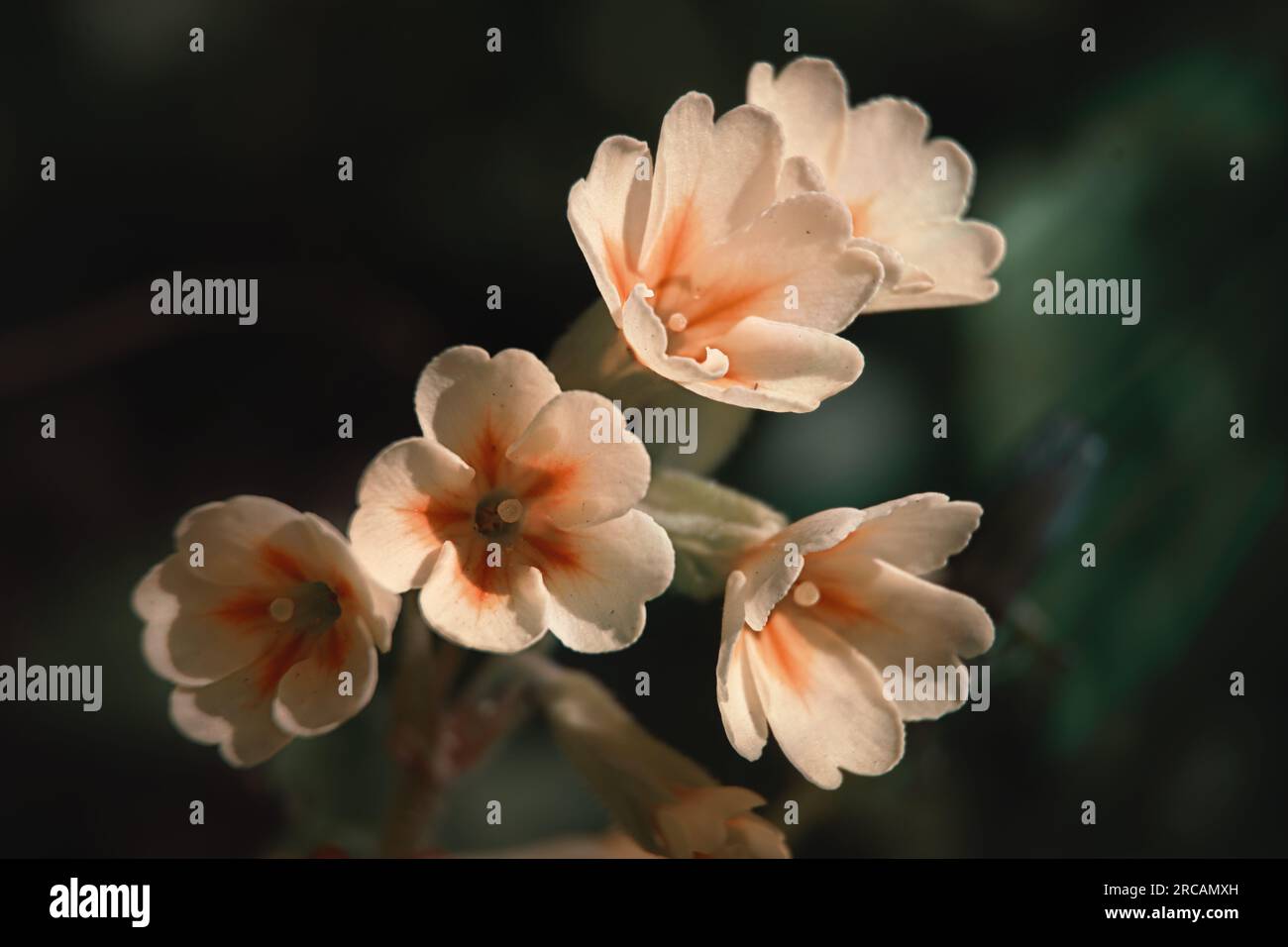 Very small wildflowers hi-res stock photography and images - Alamy